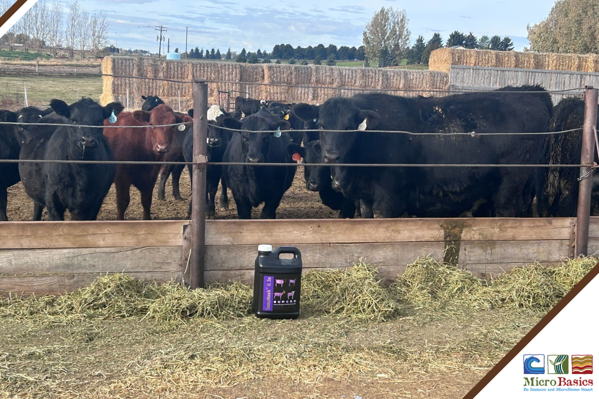 6 Steps to Feedyard Success