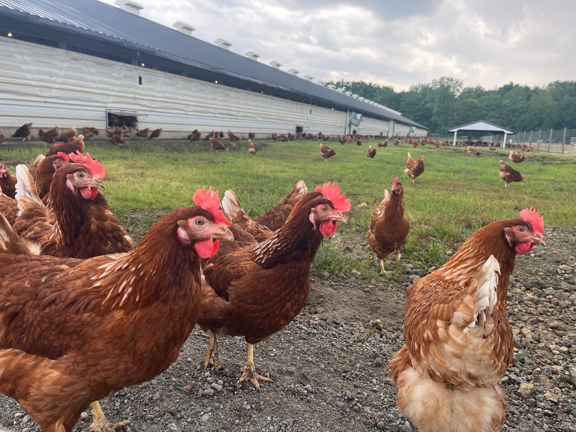 Medicine for the Masses: A Veterinarian’s Vision for Modern Poultry Production - Interview with Alexander Strauch DVM, MBA
