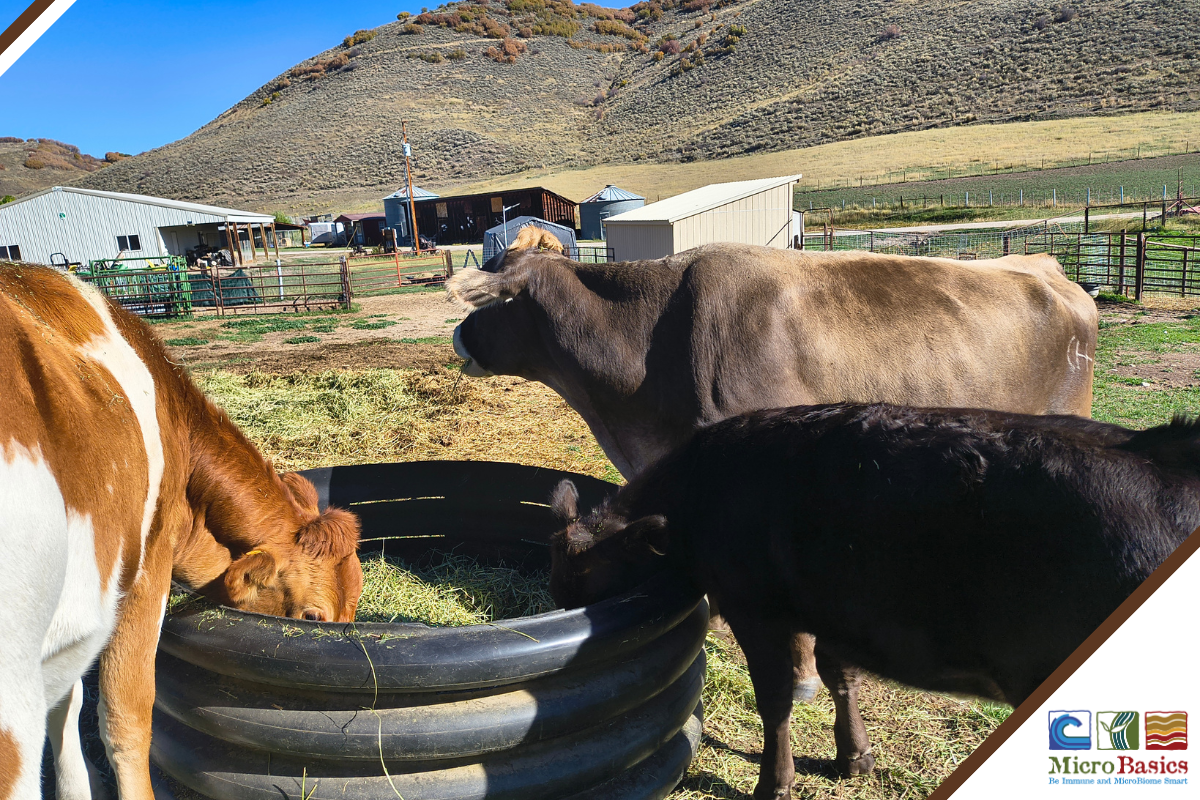 Keeping a Family Milk Cow - Interview with Jody Camilletti