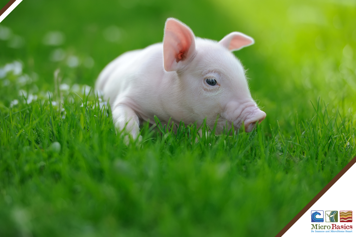 Piglet Gut Microbial Shifts