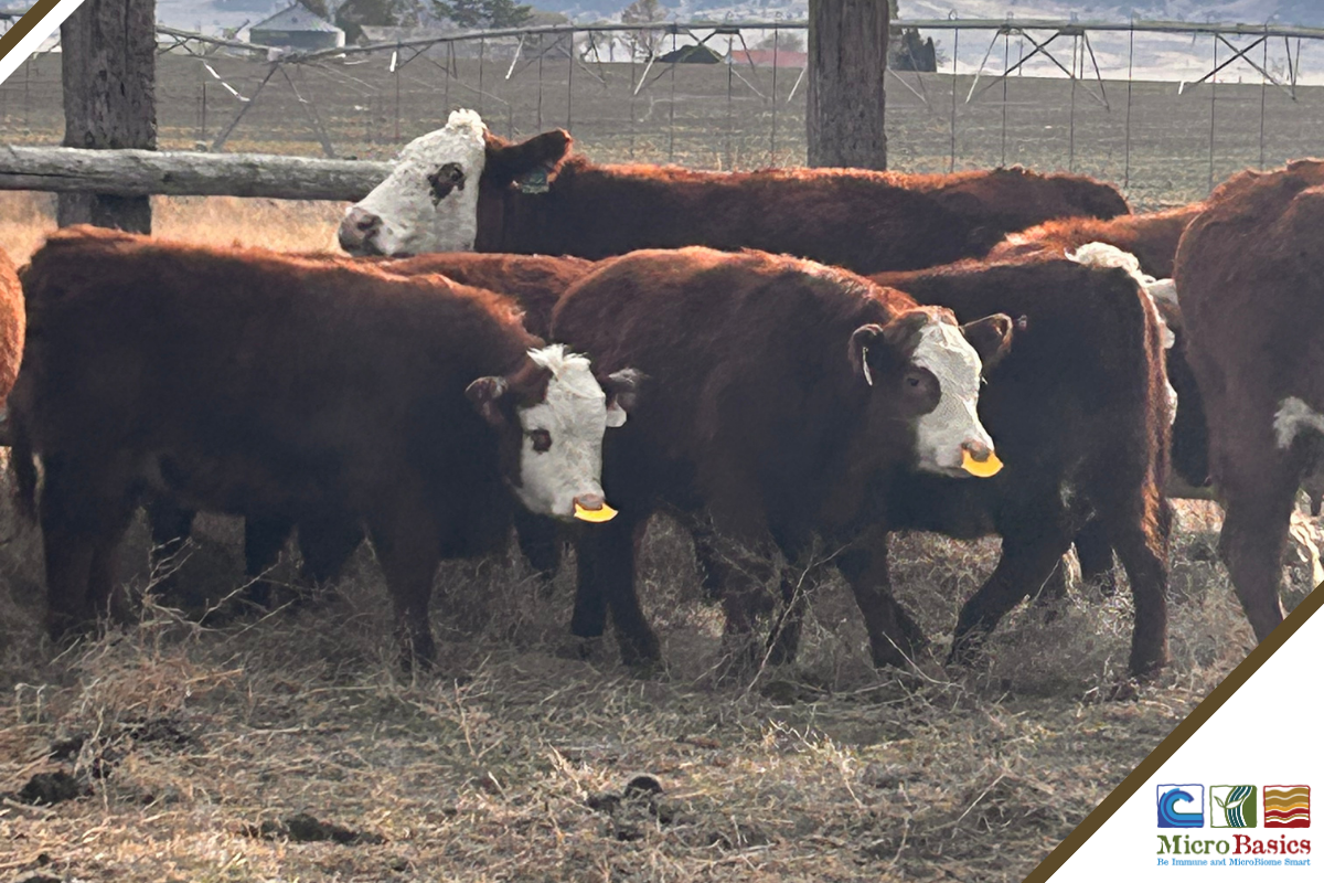 Helping Livestock Restore Balance Between the Brain, Gut, and Immune System