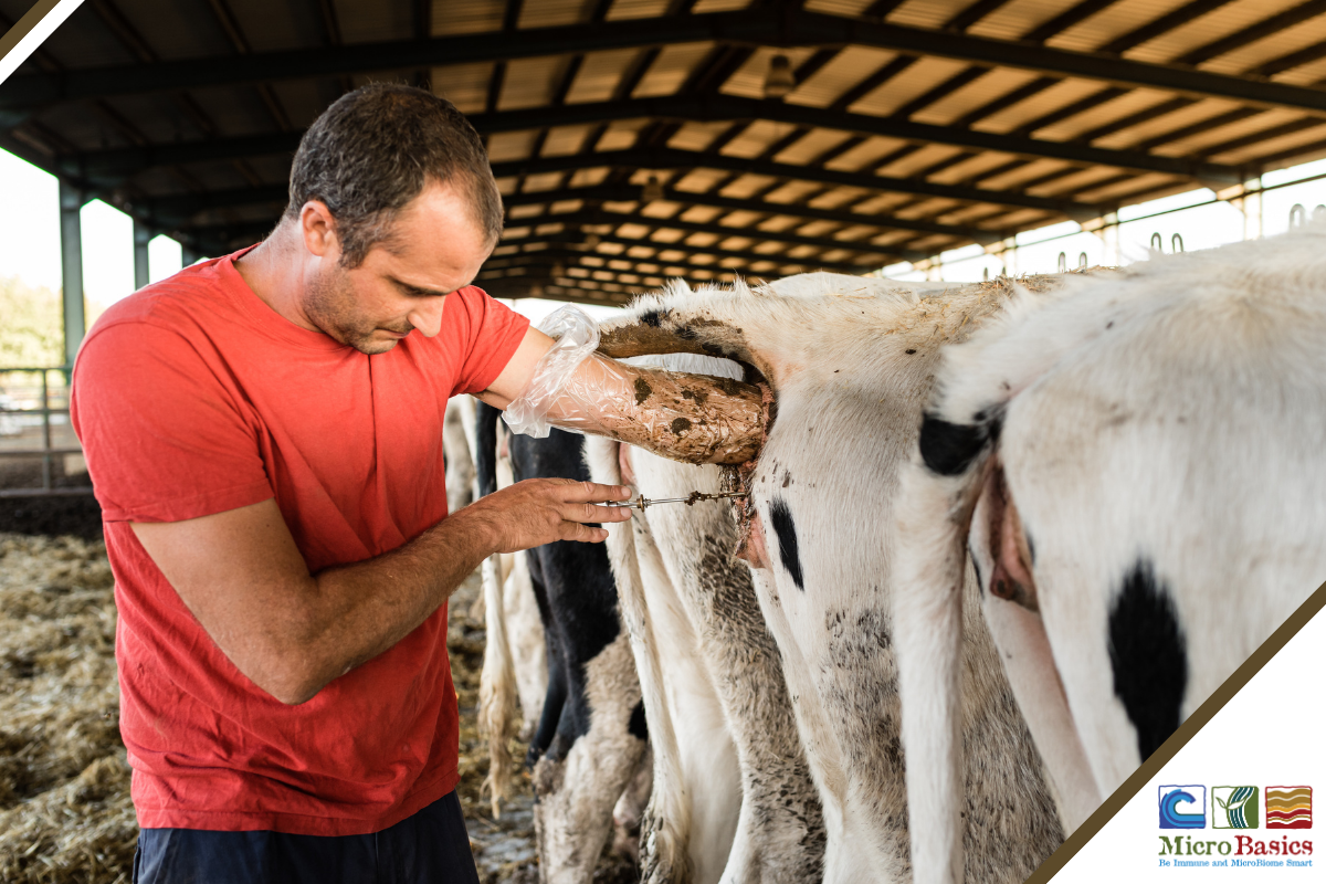 Dairy Heifer Reproductive Efficiency: The Key to Farm Profitability
