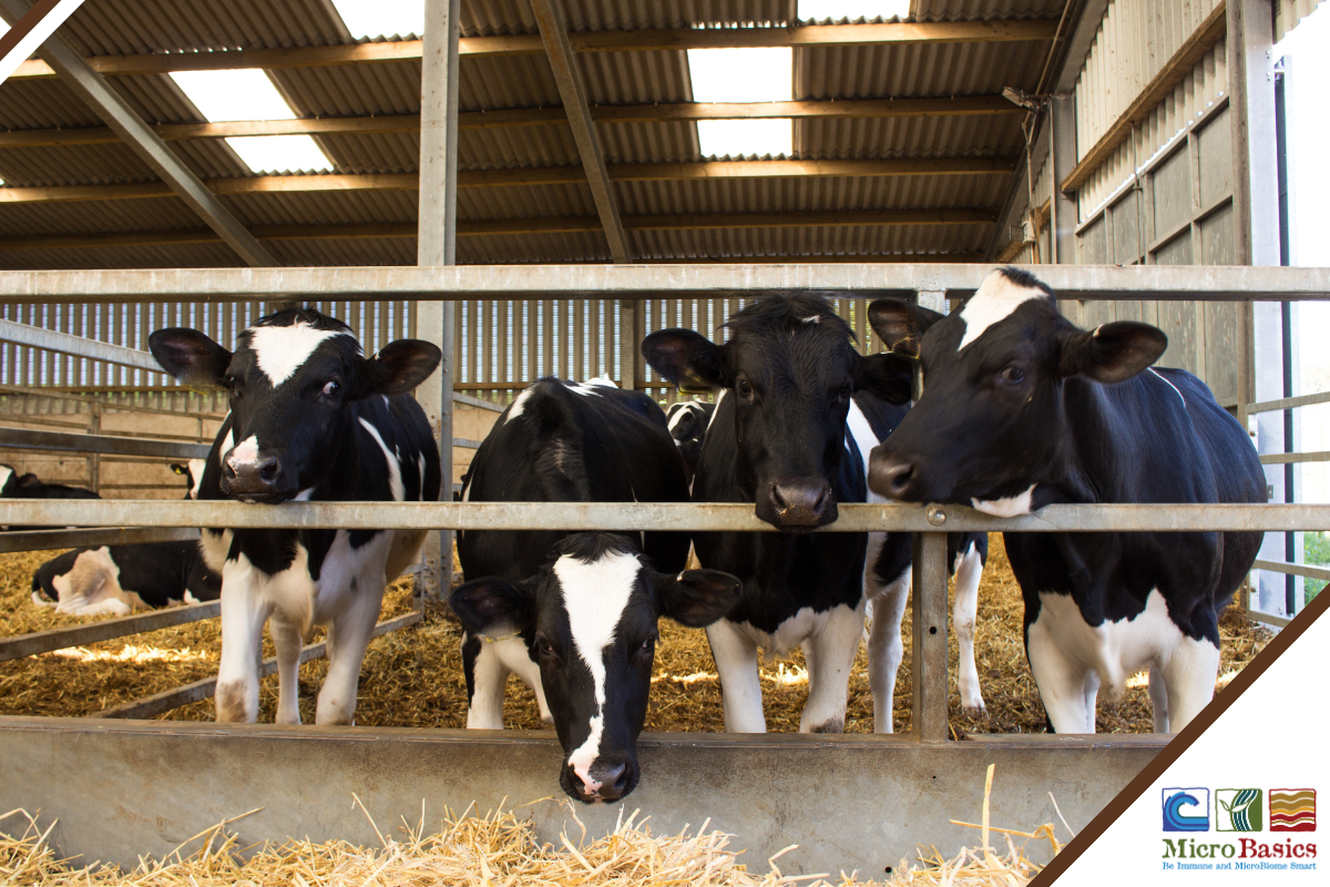 How Many Replacement Heifers Do You Really Need To Keep?