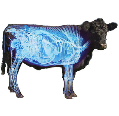 Beef Distinction