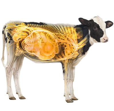 Calf Distinction