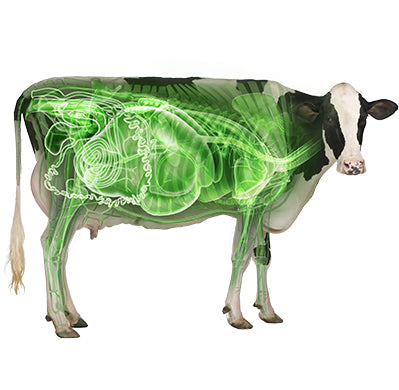 Dairy Distinction