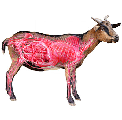 Goat Distinction