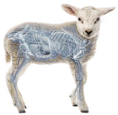 Sheep Distinction