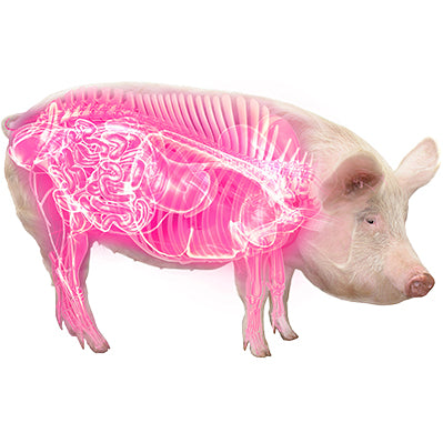 Swine Distinction