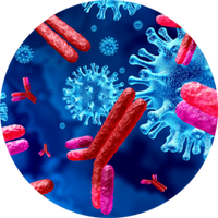 Egg Antibodies