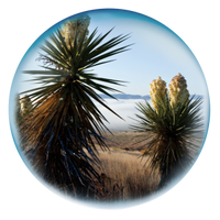 Yucca schidigera
