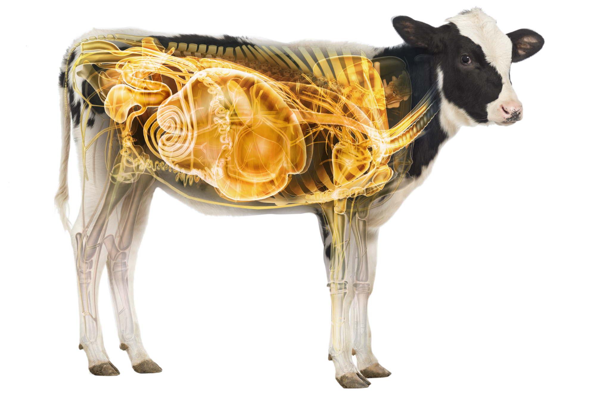 Dairy Calf Distinction MicroBasics