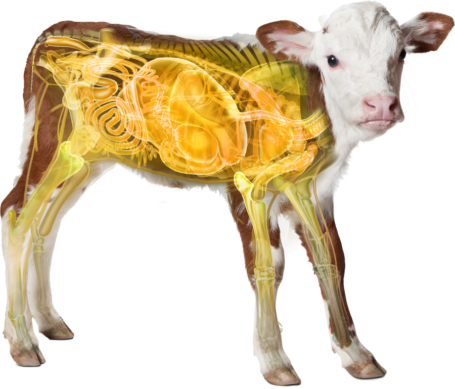 Beef Calf Distinction